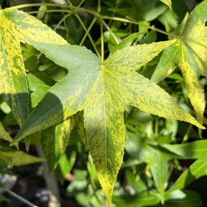 Liquidambar Styraciflua Variegata 1