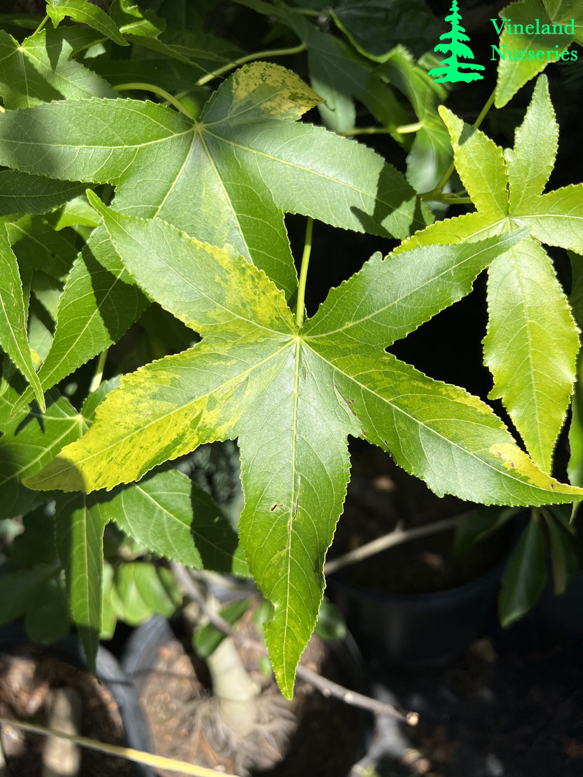 Liquidambar Styraciflua Variegata 2