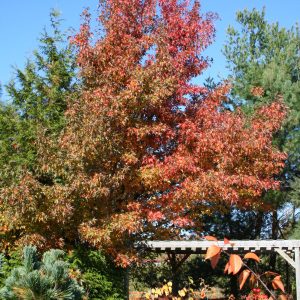 Liquidambar Styraciflua Worplesdon 1