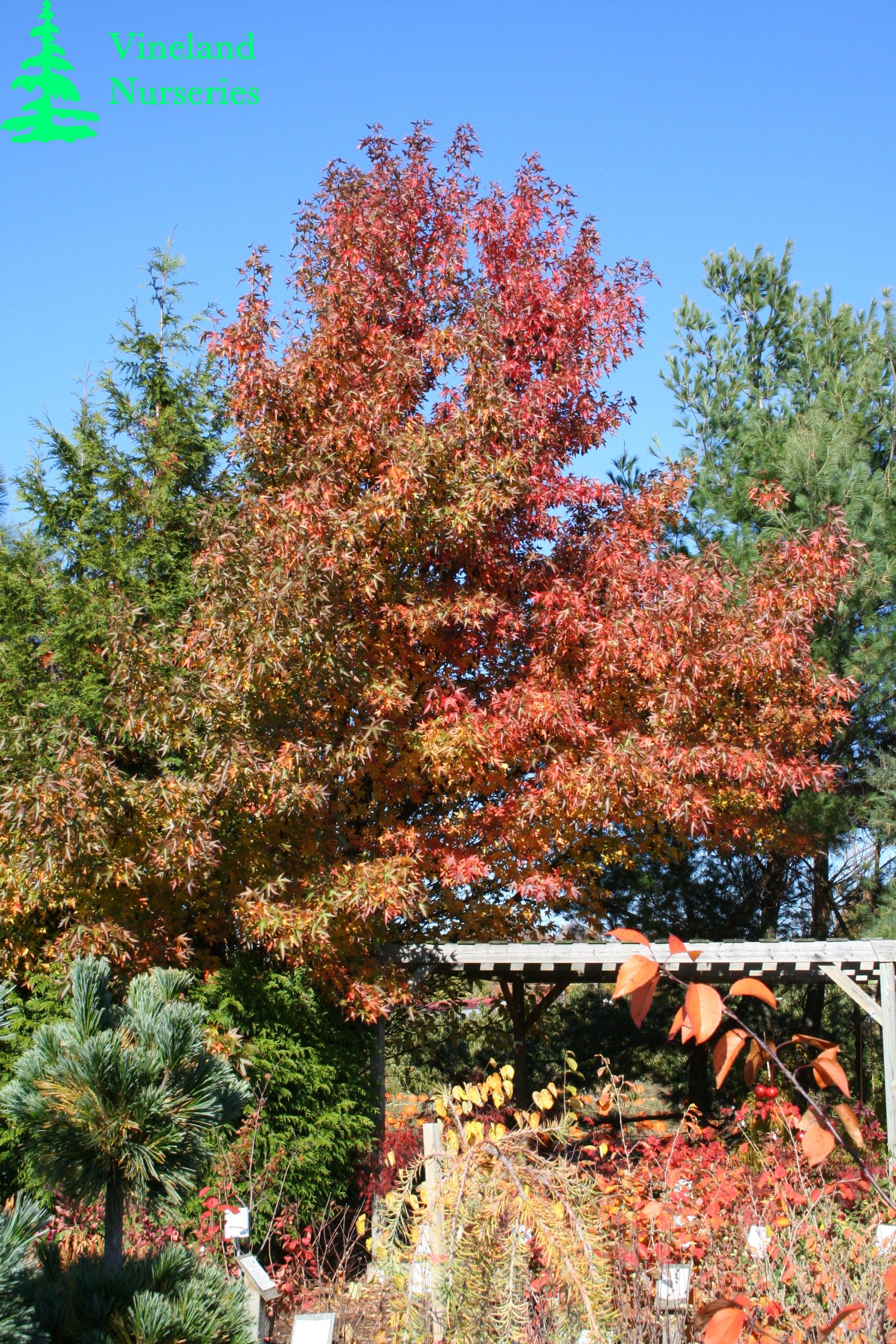 Liquidambar Styraciflua Worplesdon 1