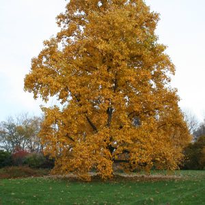 Liriodendron Tulipifera