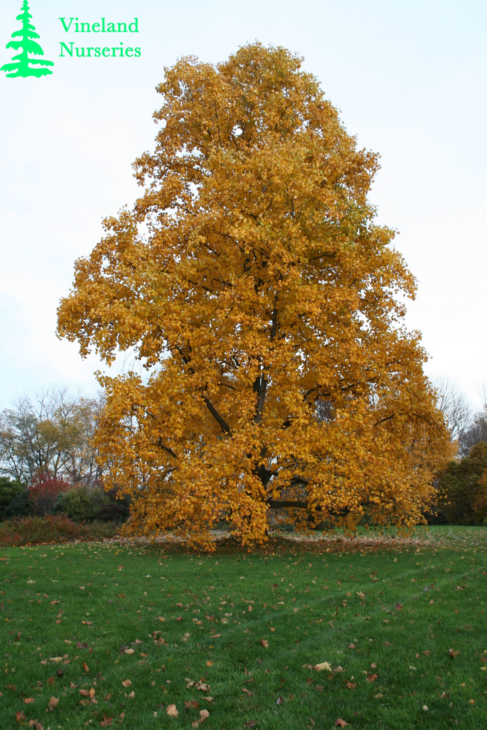 Liriodendron Tulipifera