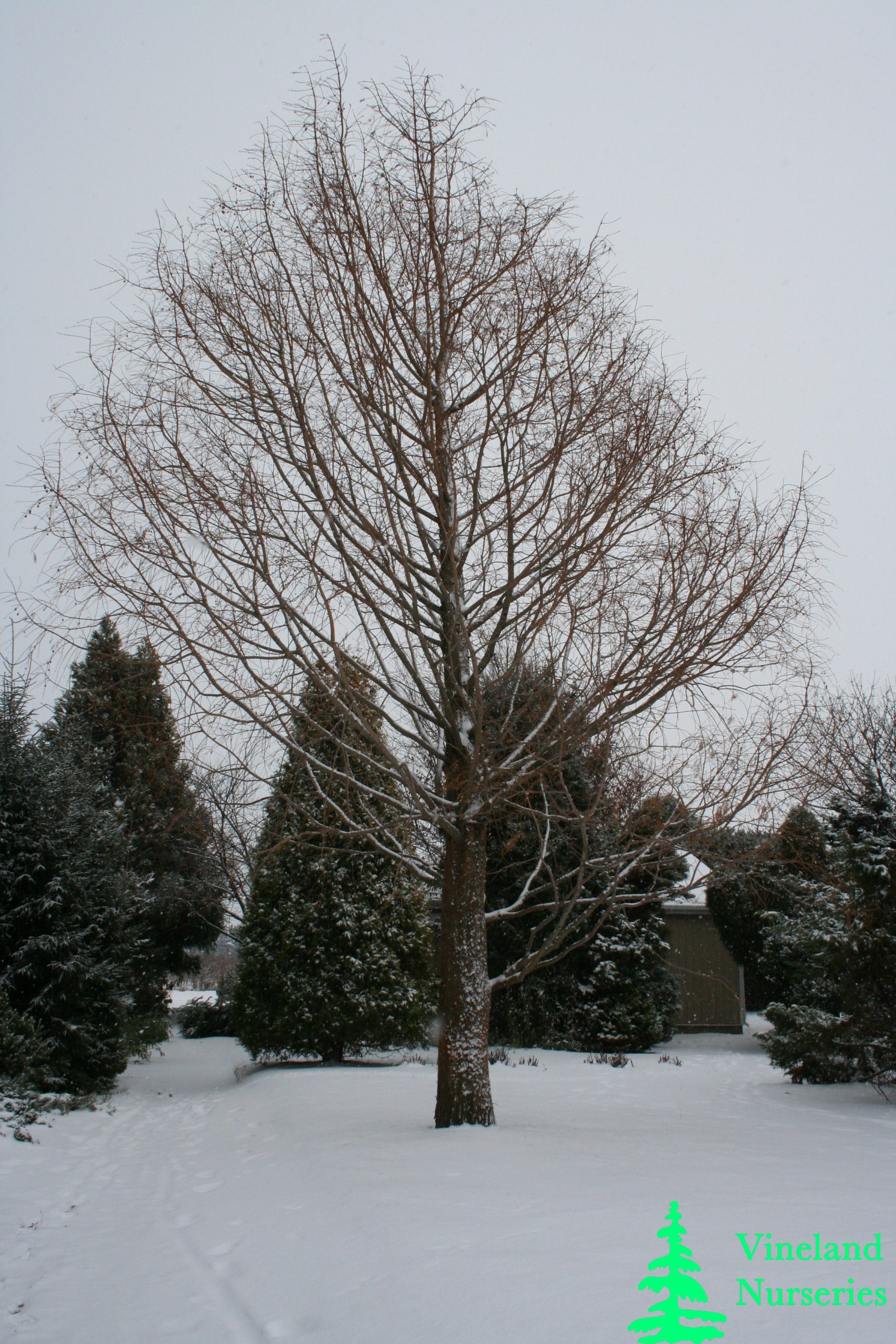 Metasequoia Glyptostroboides 1