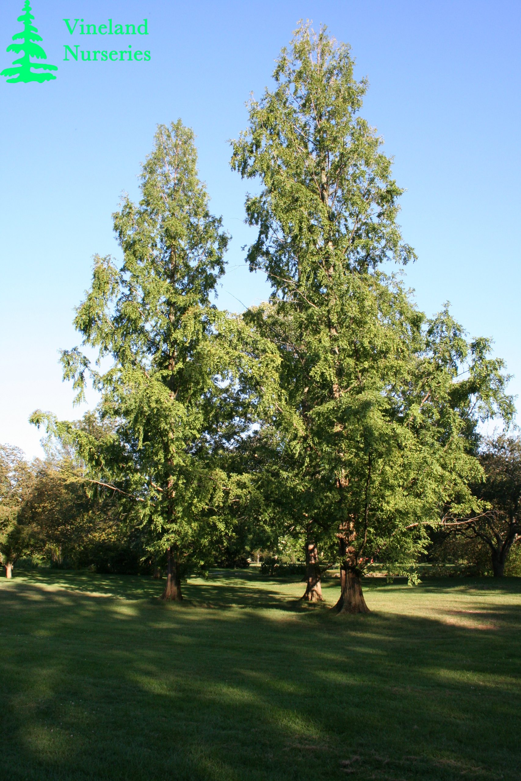 Metasequoia Glyptostroboides 2