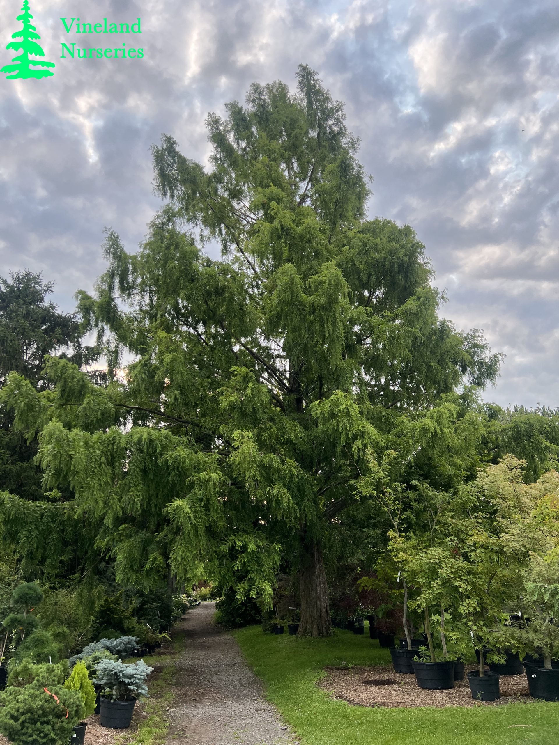Metasequoia Glyptostroboides 3