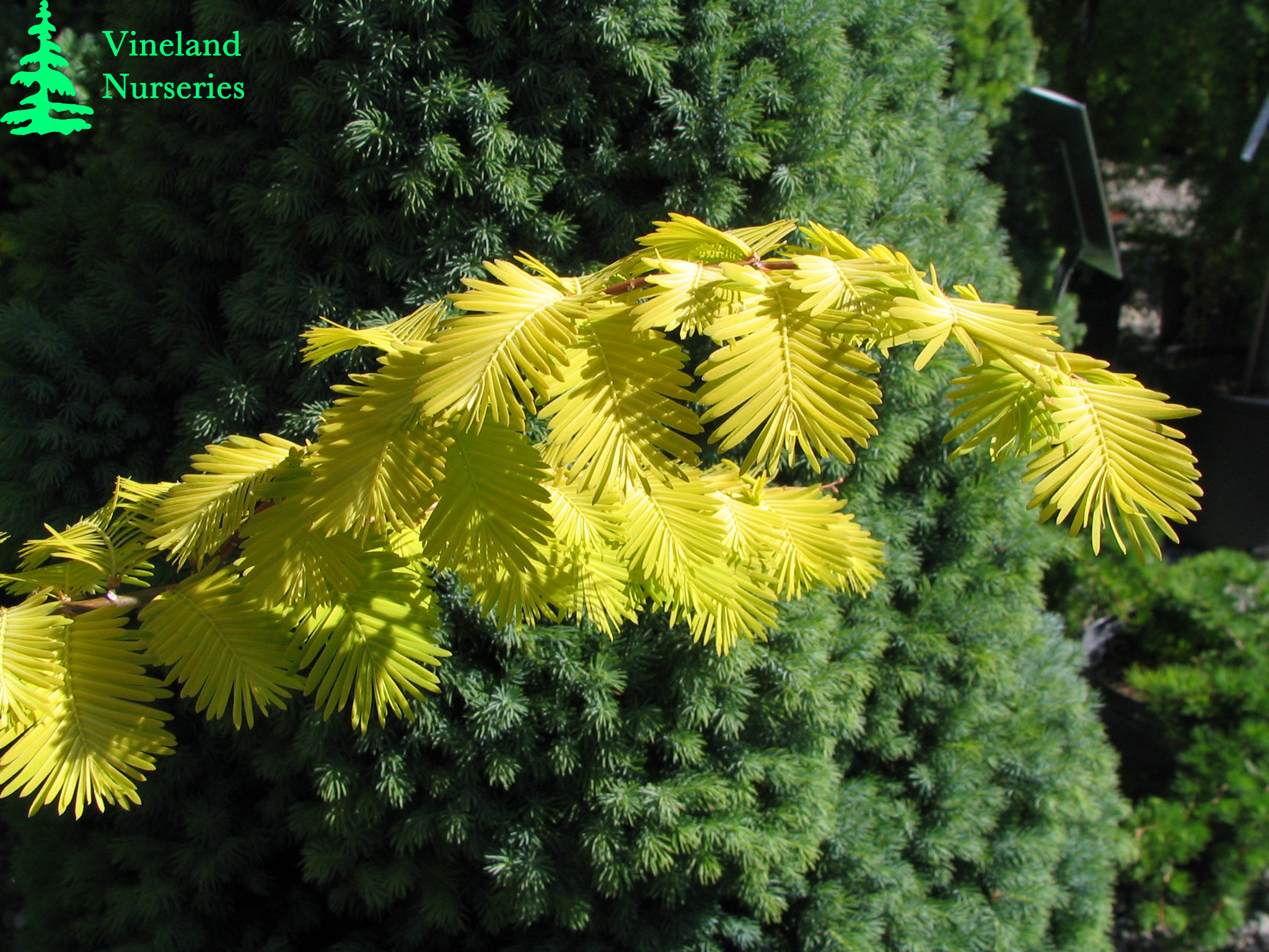 Metasequoia Glyptostroboides Gold Rush 1