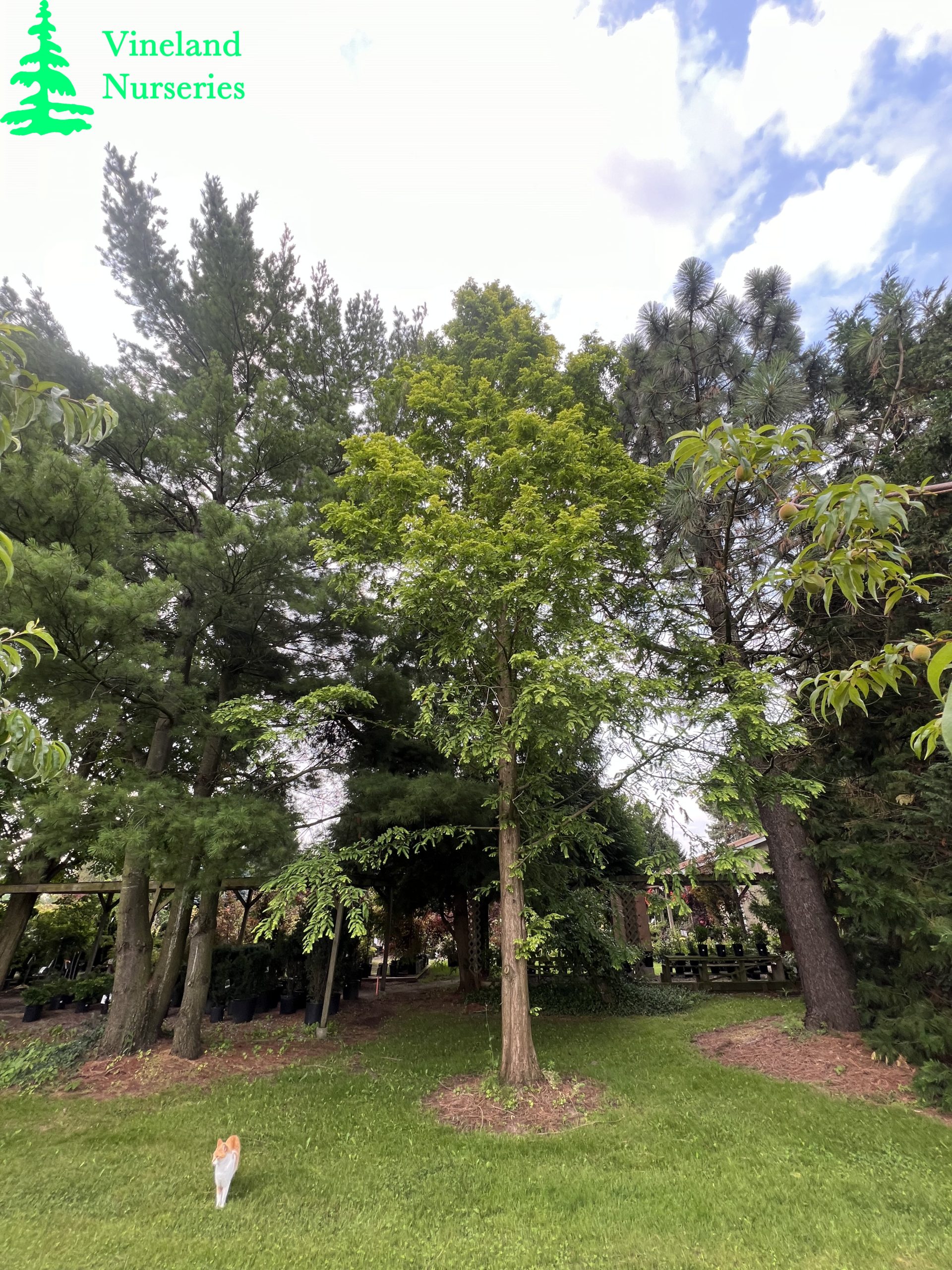 Metasequoia Glyptostroboides Gold Rush 3