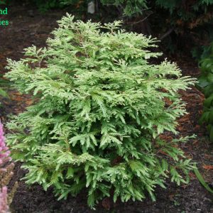 Metasequoia Glyptostroboides North Light