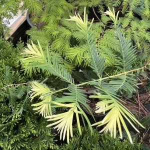 Metasequoia Glyptostroboides Pat Mccracken