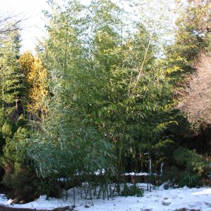 Phyllostachys Bambusoides 1