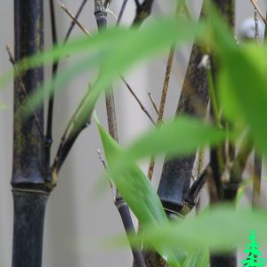 Phyllostachys Nigra 2