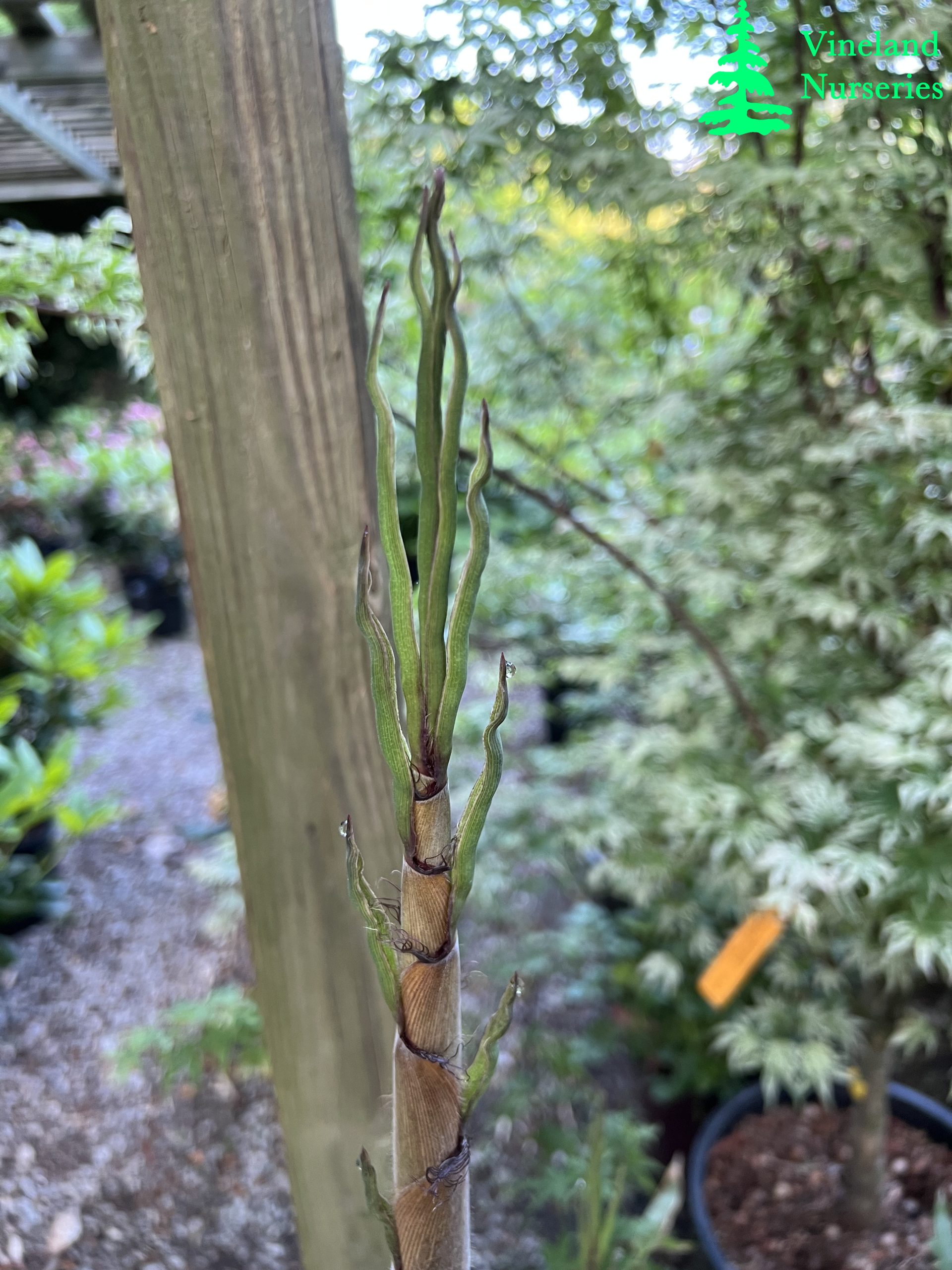 Phyllostachys Nigra