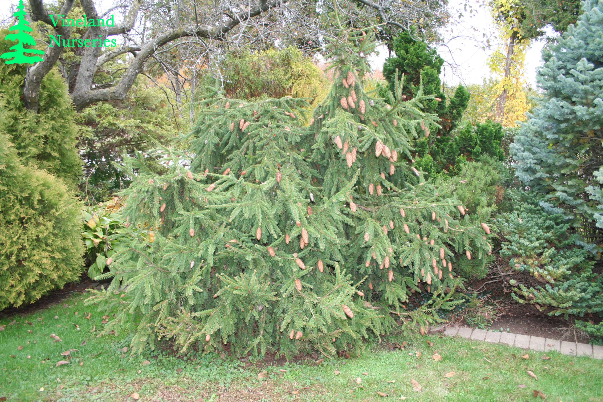 Picea Abies Acrocona