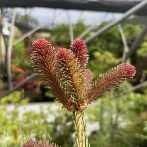 Picea Abies Crueenta