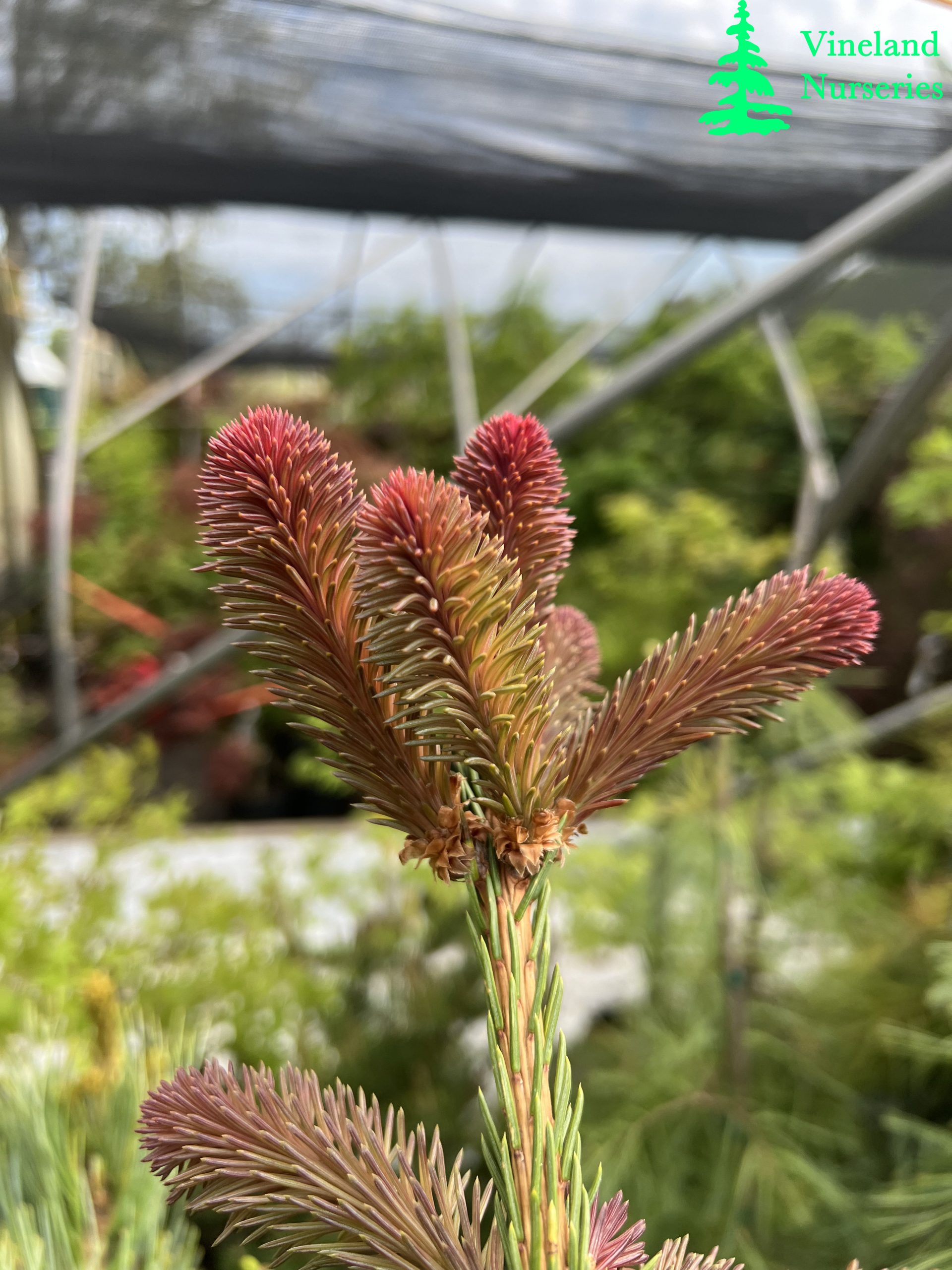 Picea Abies Crueenta