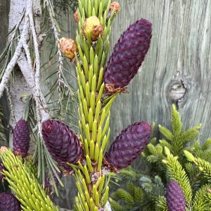 Picea Bicolor Howell's Dwarf