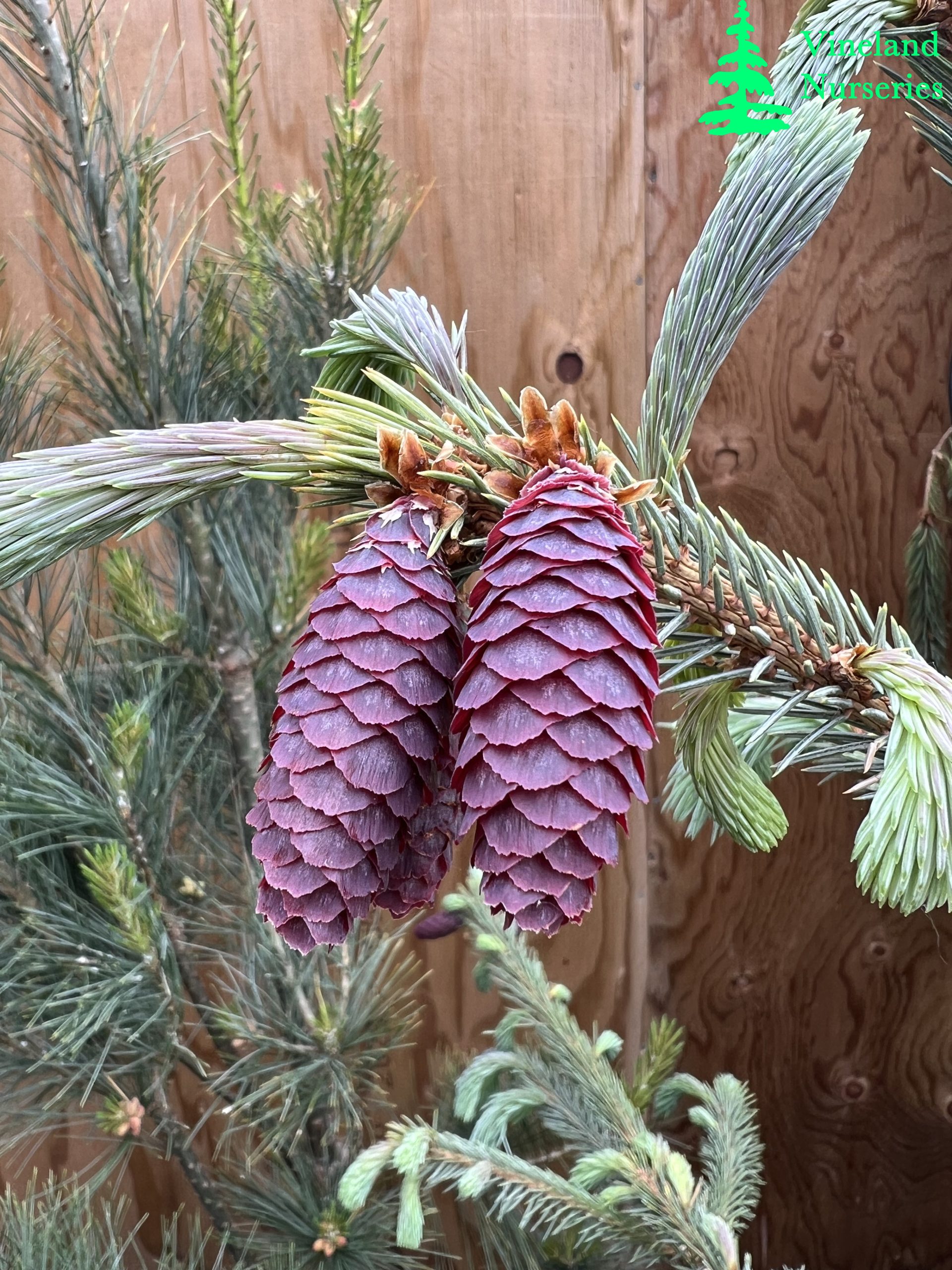 Picea Engelmannii Blue Magoo