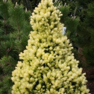 Picea Glauca Daisy White
