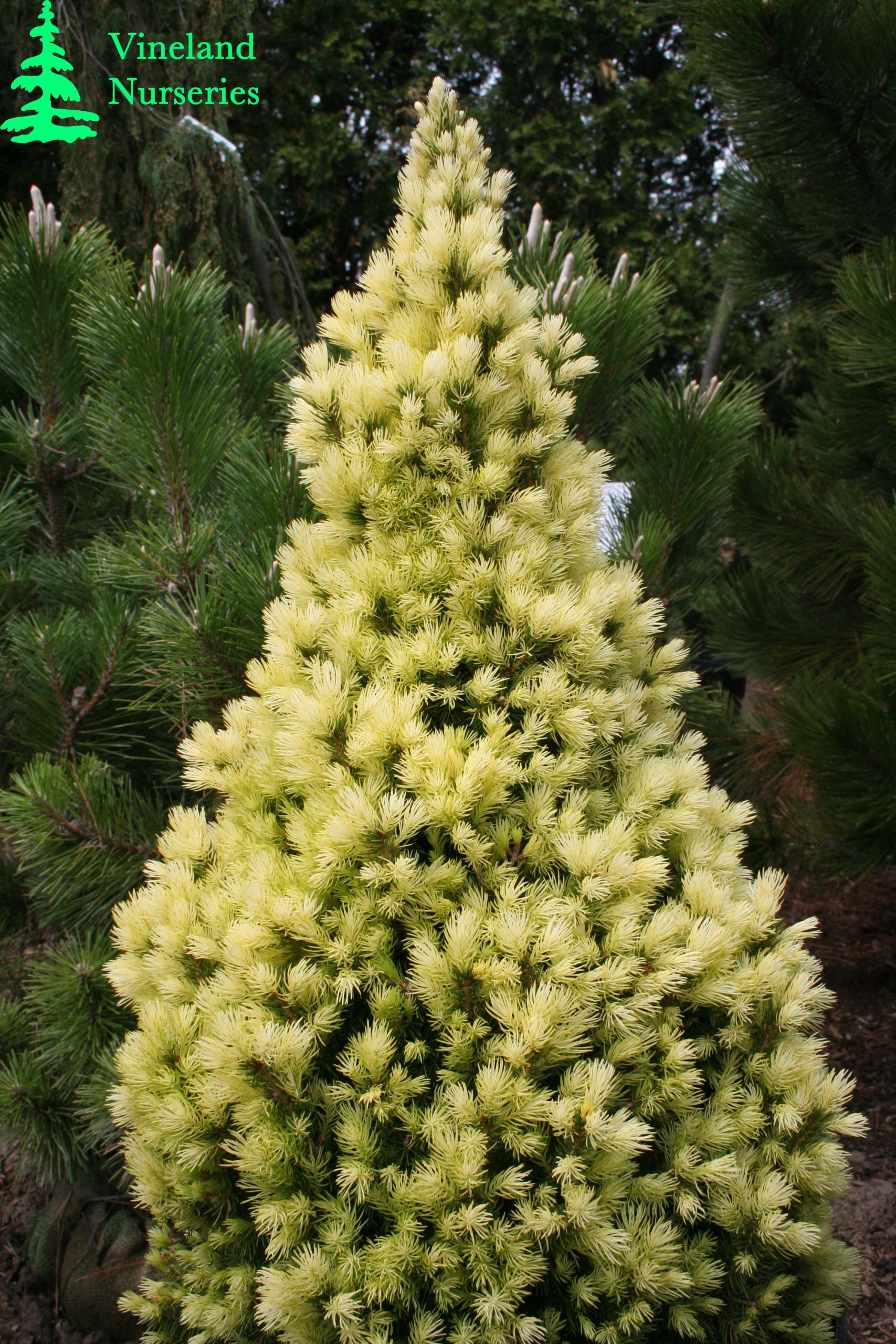Picea Glauca Daisy White