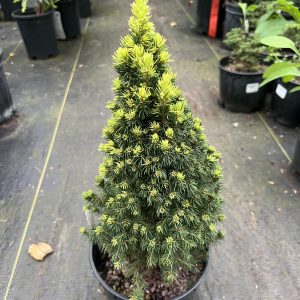 Picea Glauca Pixie Dust