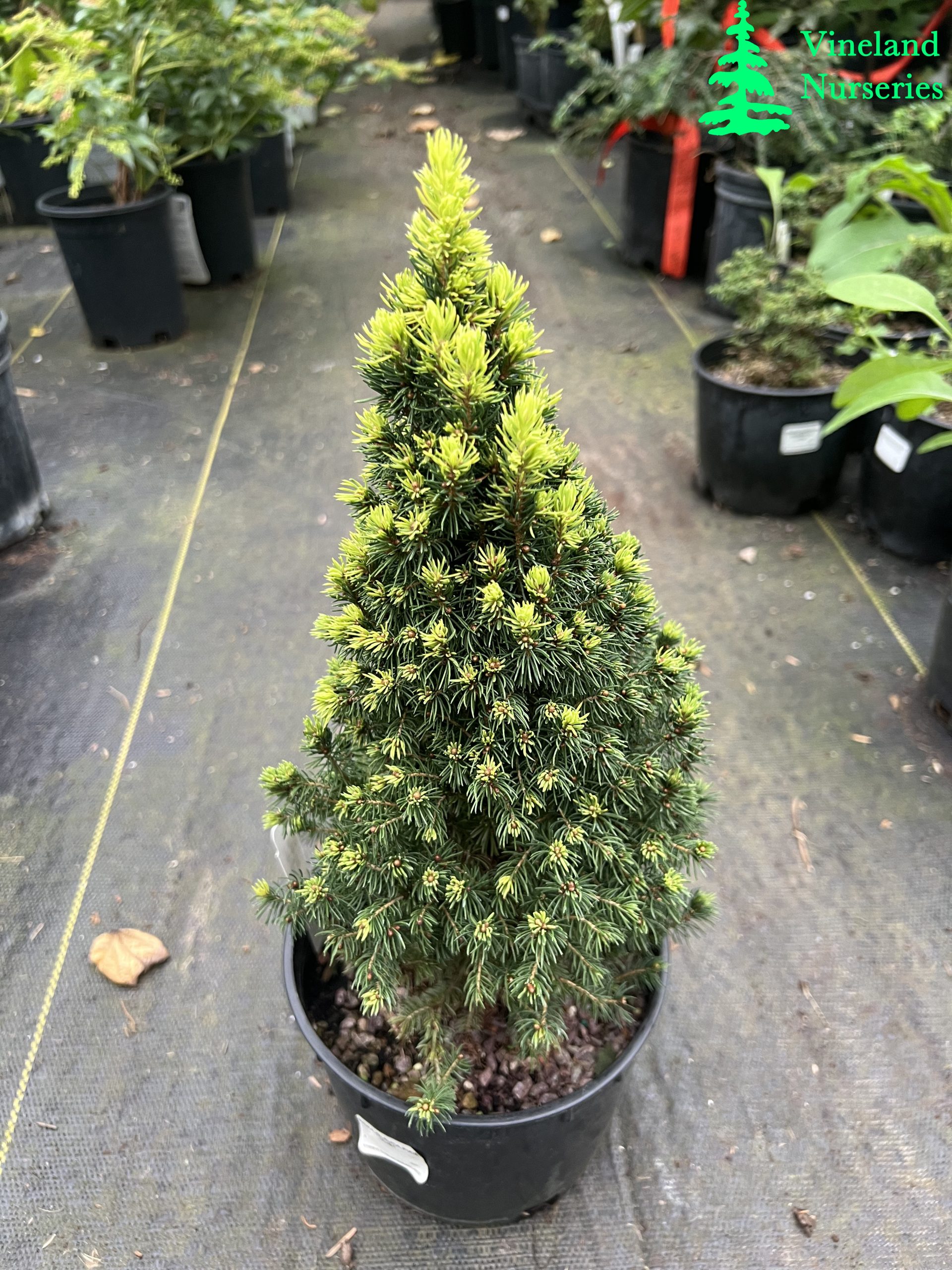 Picea Glauca Pixie Dust