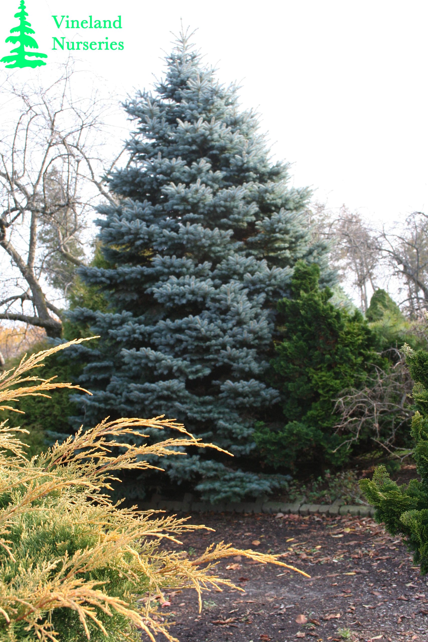 Picea Pungens Glauca Montgomery