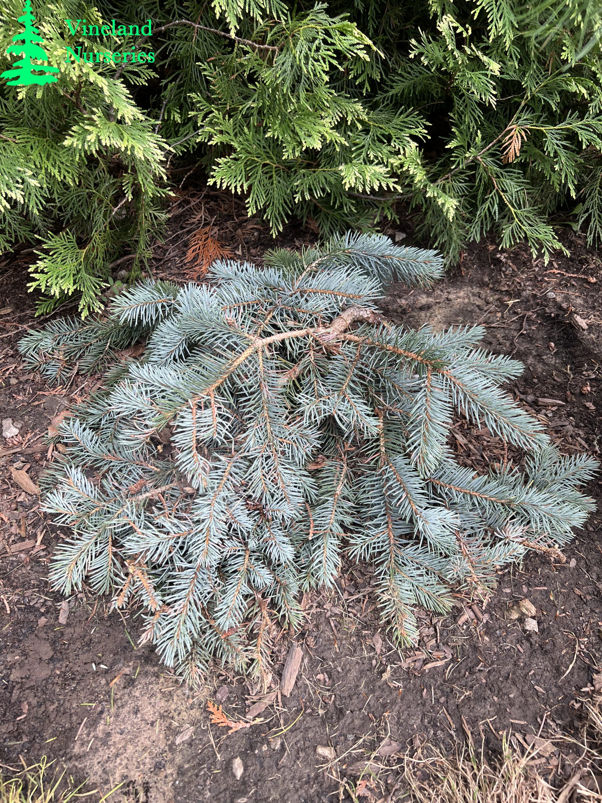 Picea Pungens Glauca Procumbens
