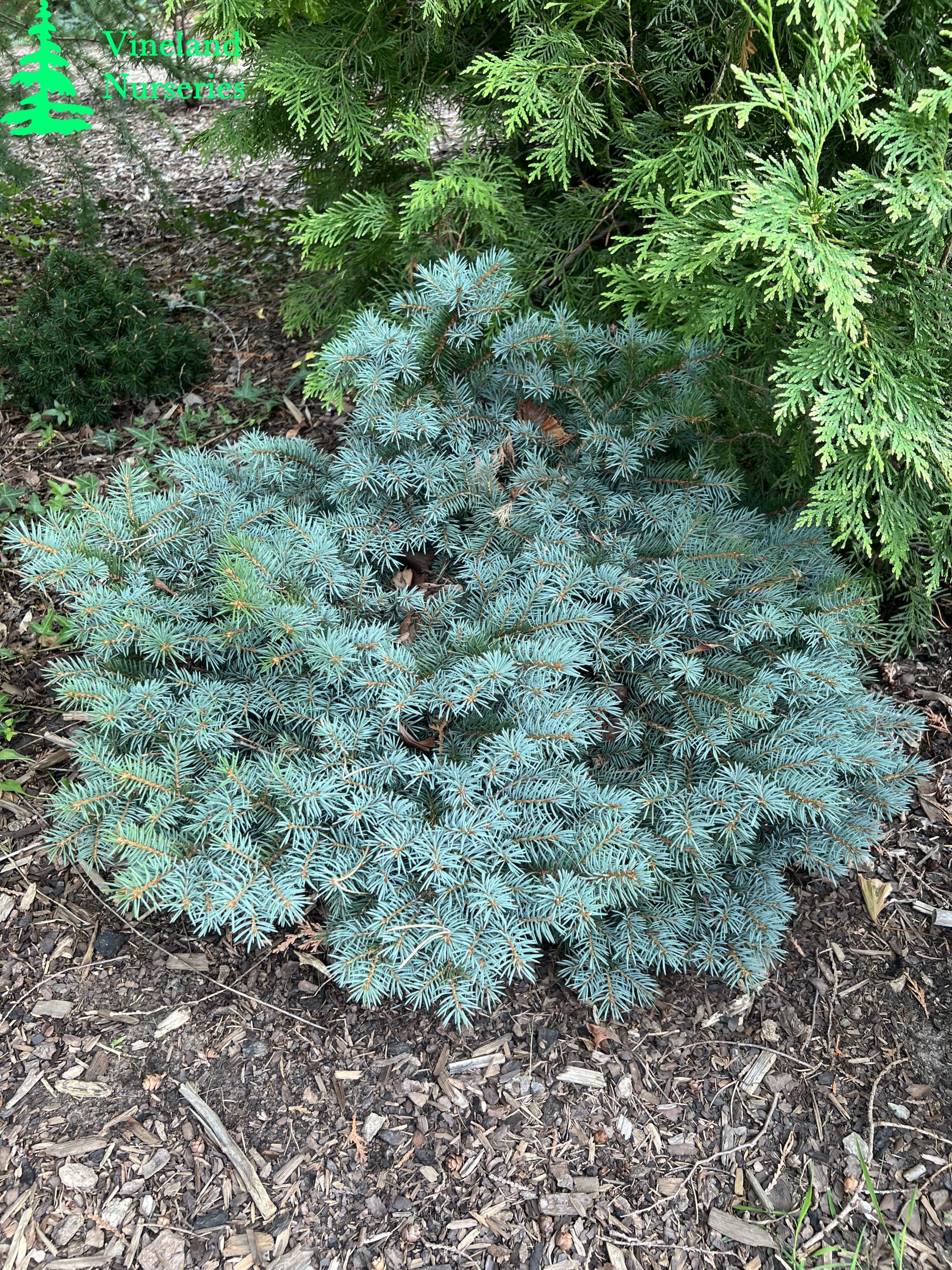 Picea Pungens Pin Cushion