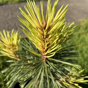 Pinus Contorta Taylor's Sunburst 1