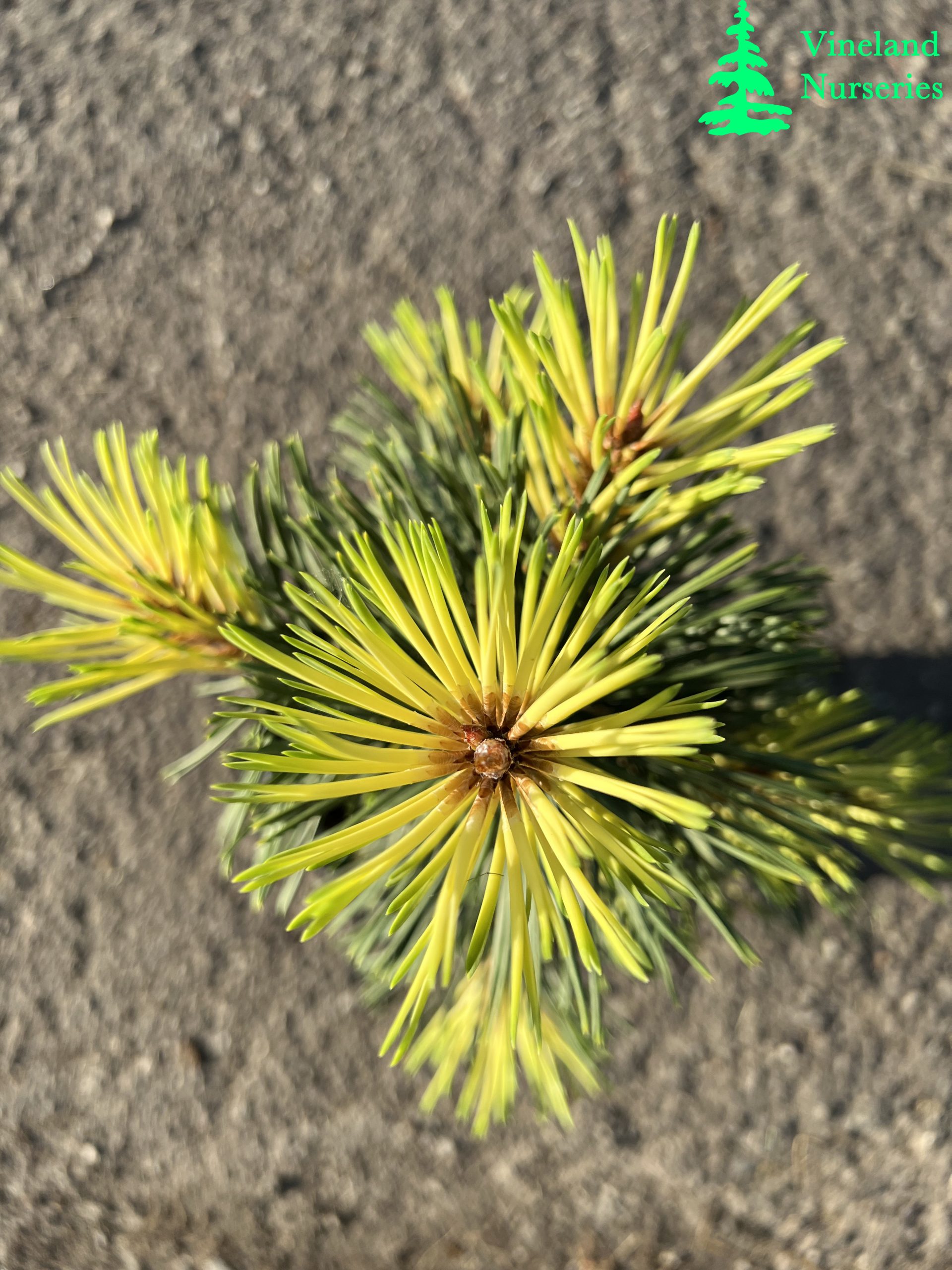 Pinus Contorta Taylor's Sunburst 2