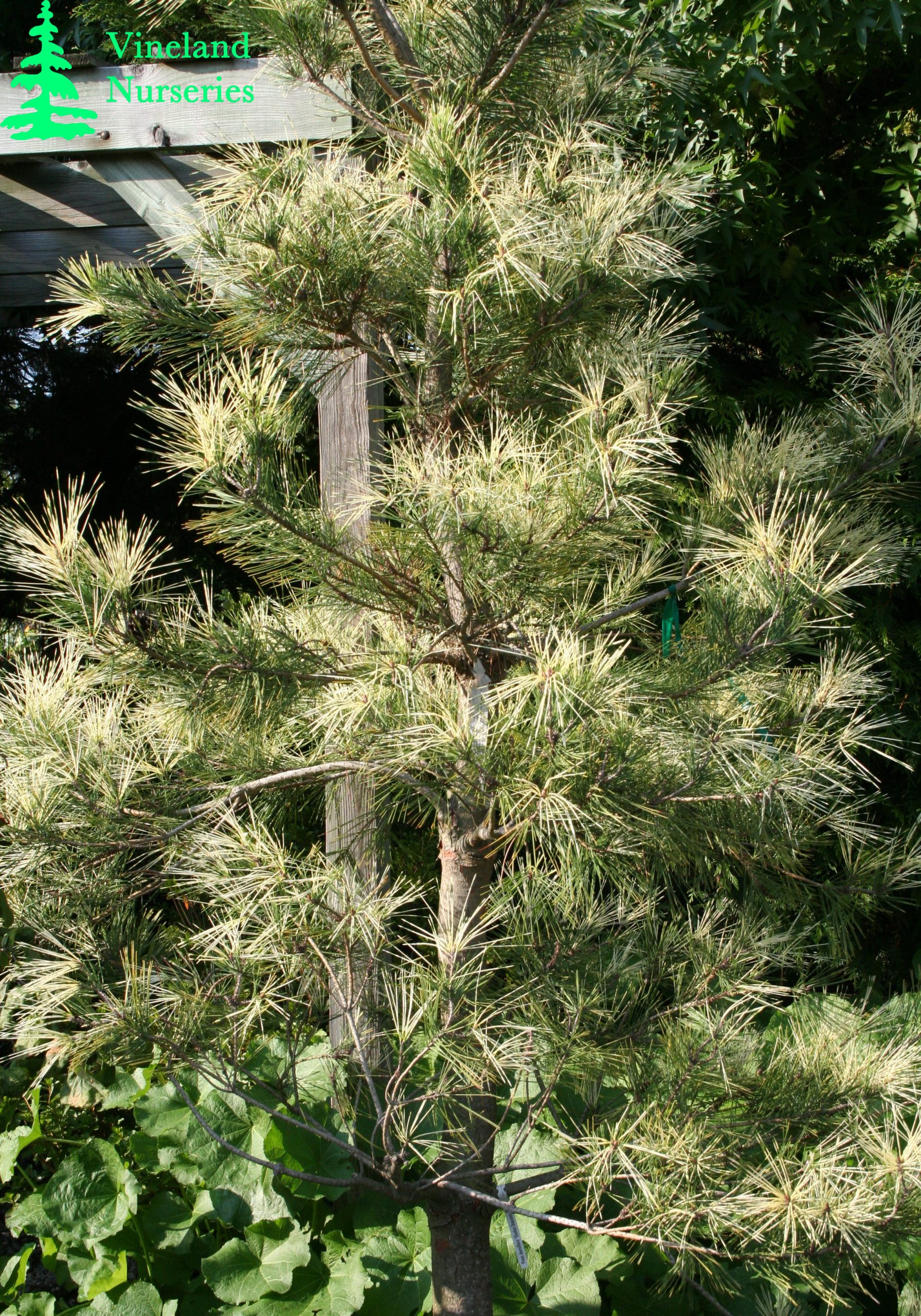 Pinus Densiflora Oculus Draconis 1