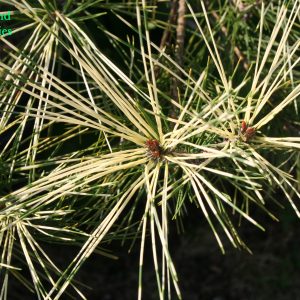 Pinus Densiflora Oculus Draconis 2