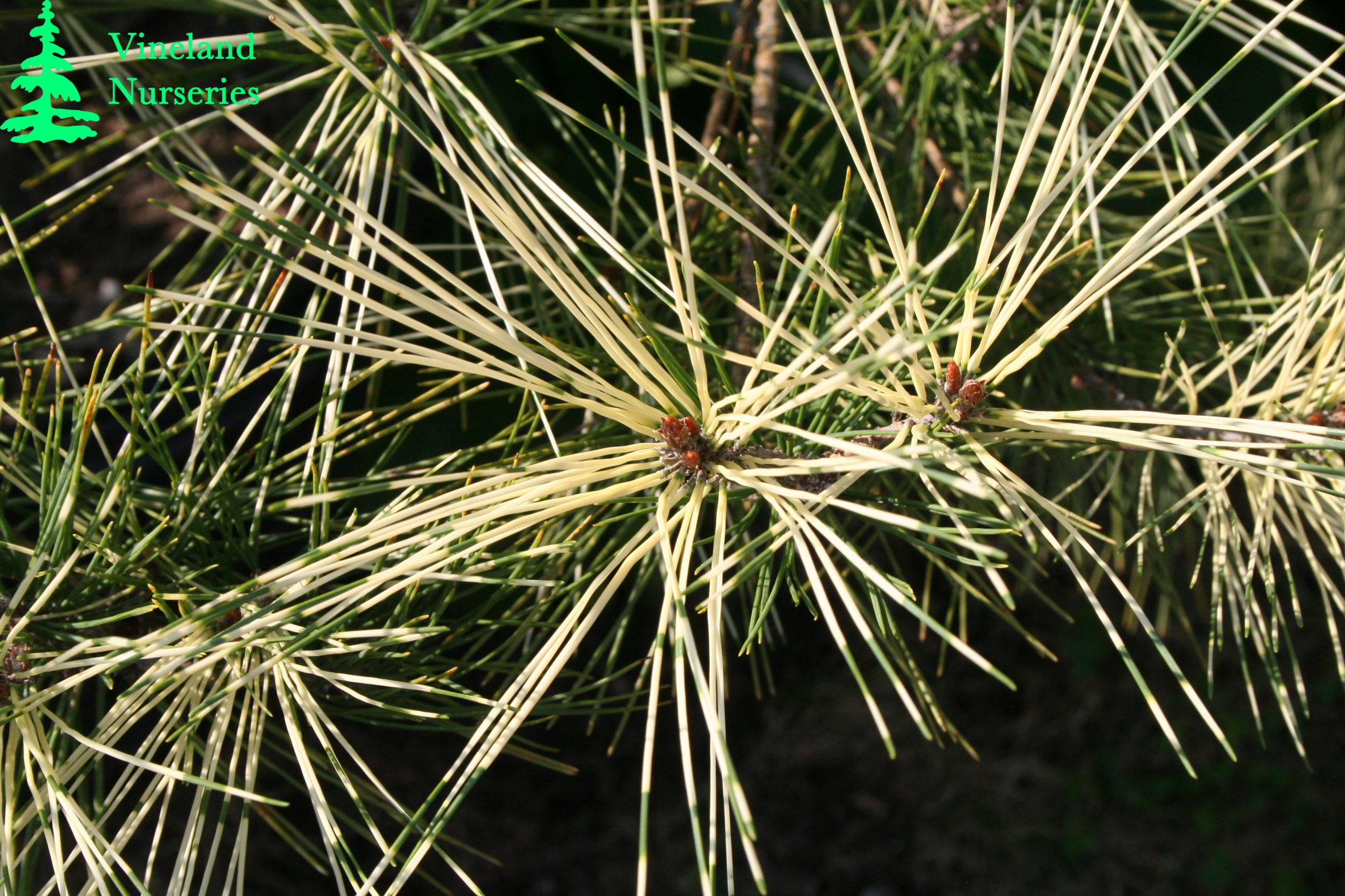 Pinus Densiflora Oculus Draconis 2