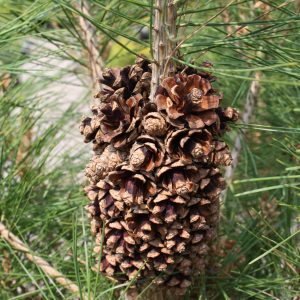 Pinus Densiflora Tanyosho