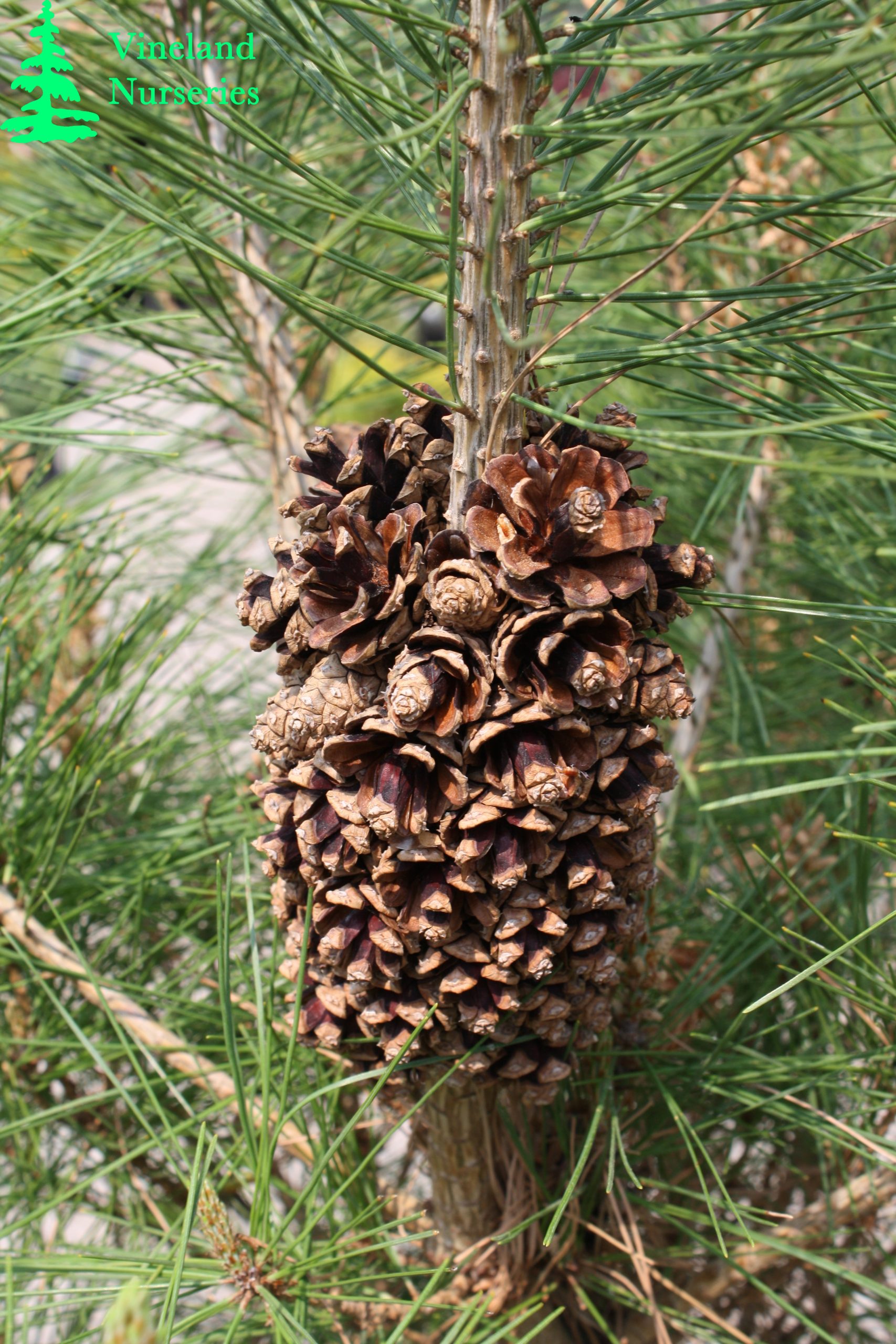 Pinus Densiflora Tanyosho
