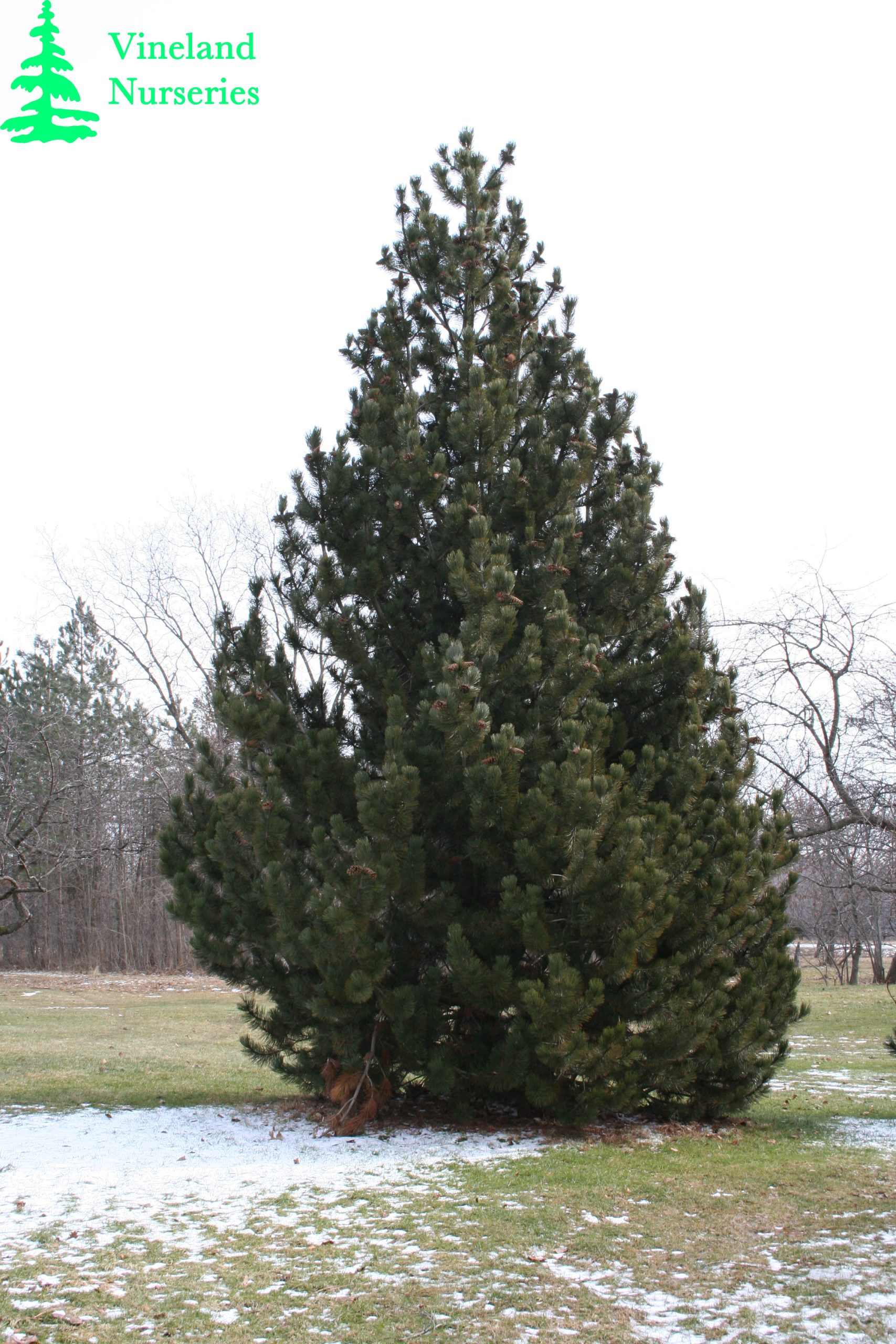Pinus Heldreichii 2