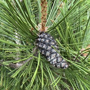 Pinus Heldreichii