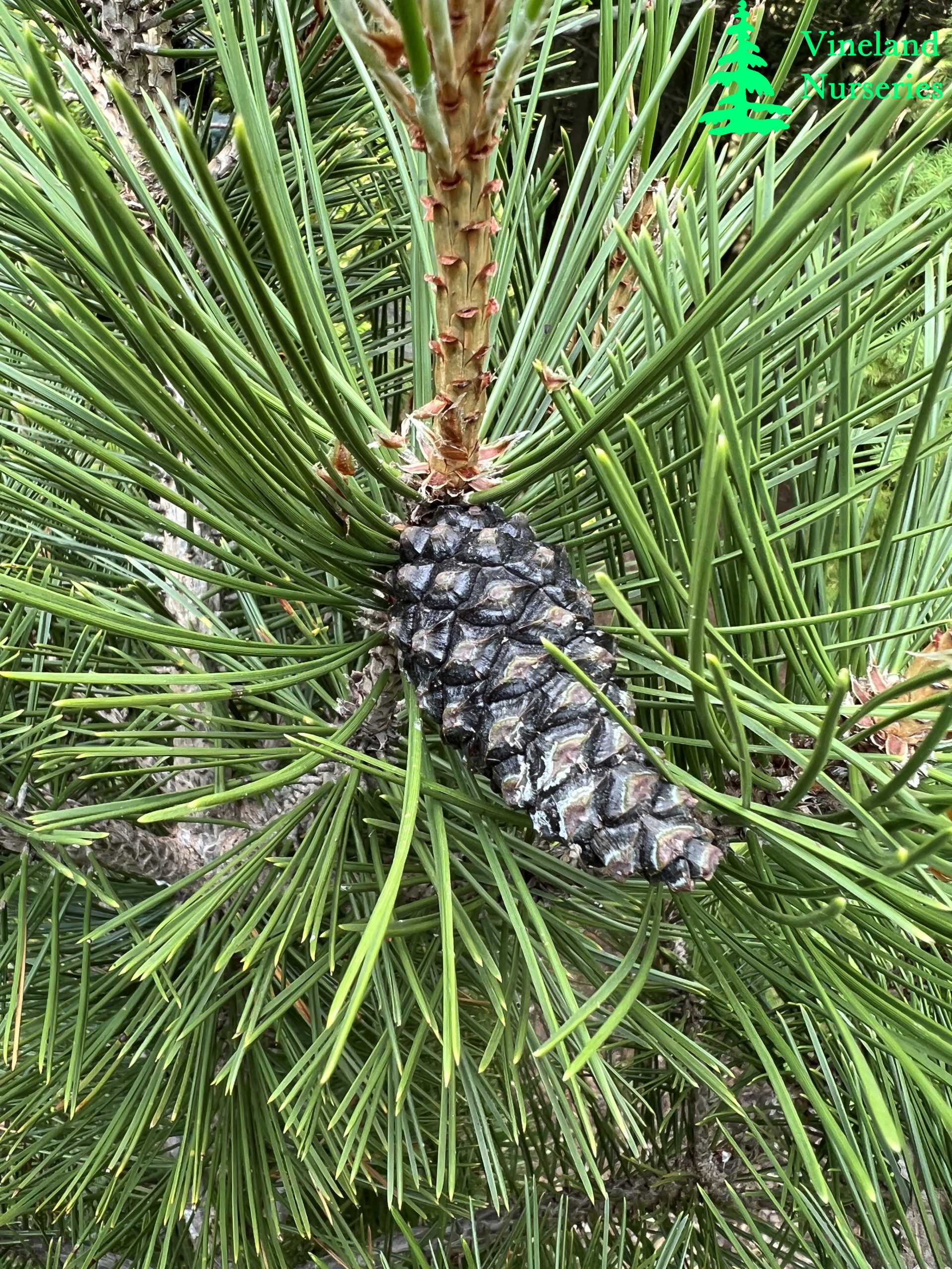 Pinus Heldreichii