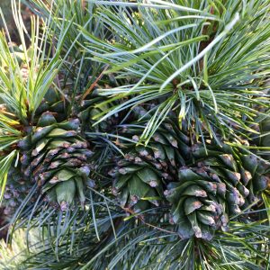 Pinus Koraiensis Glauca 2