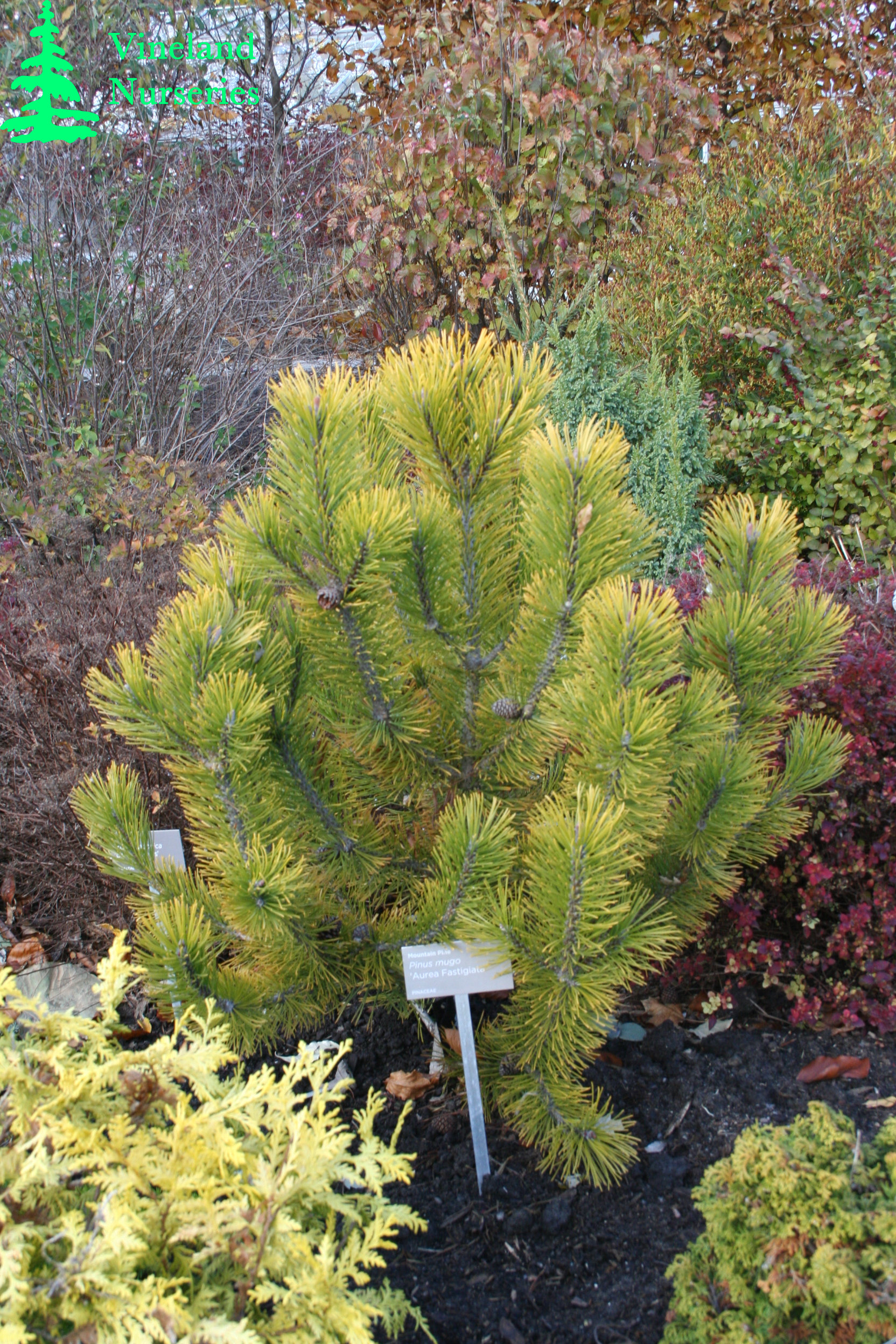 Pinus Mugo Aurea Fastigiata