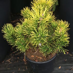 Pinus Mugo Carsten's Wintergold
