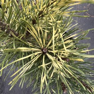 Pinus Mugo Sunshine 1