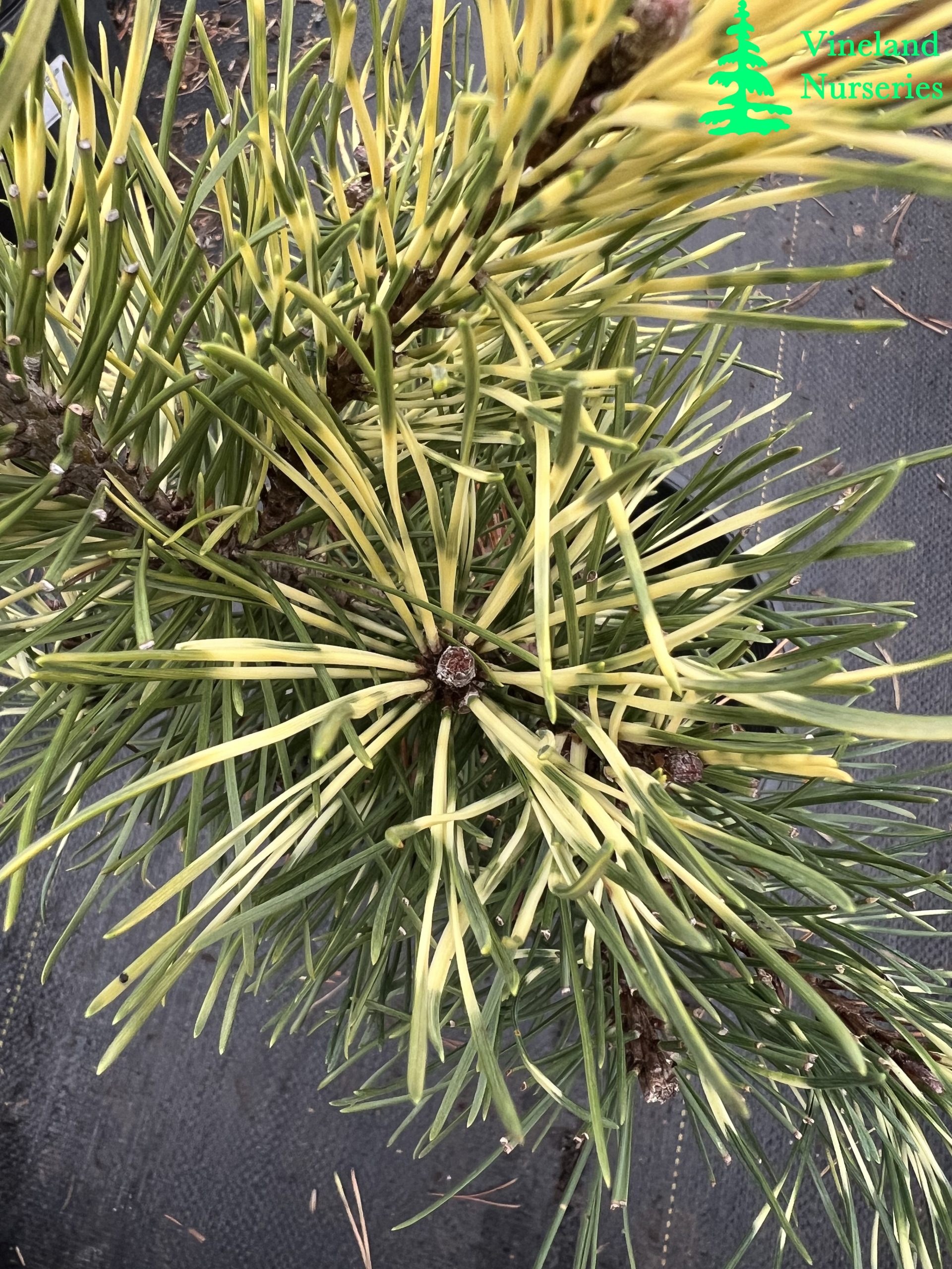 Pinus Mugo Sunshine 1