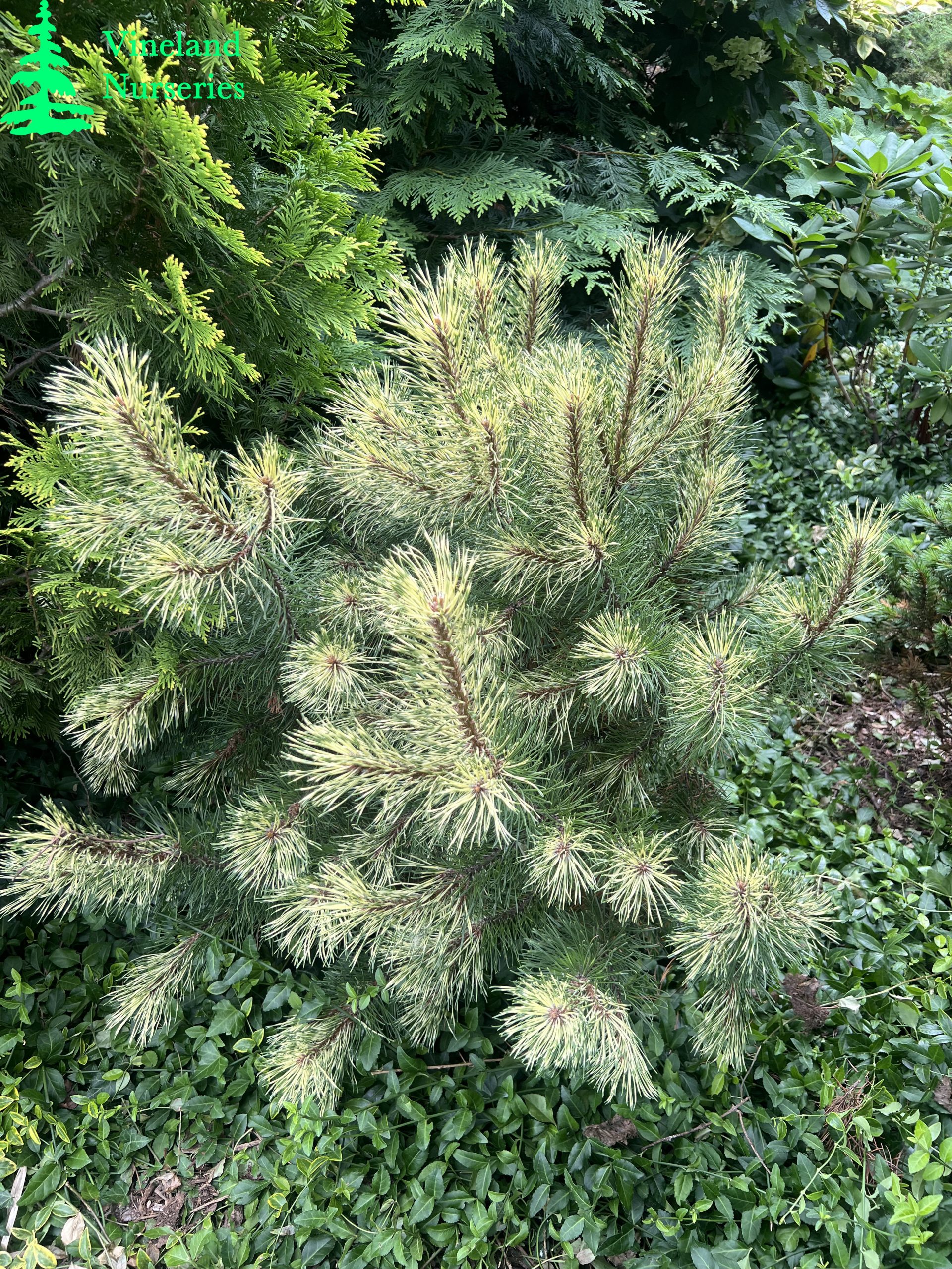 Pinus Mugo Sunshine