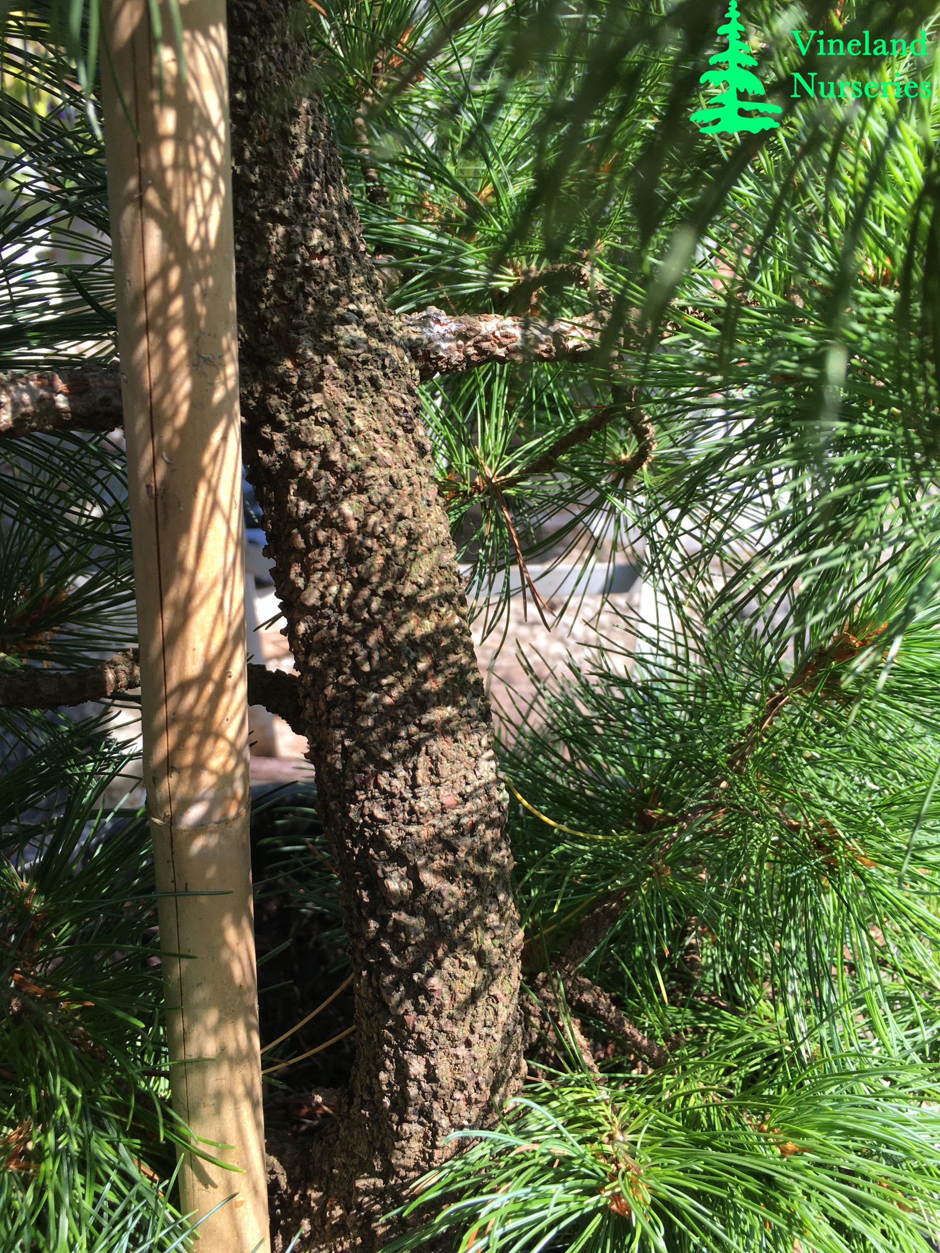 Pinus Parviflora Arakawa
