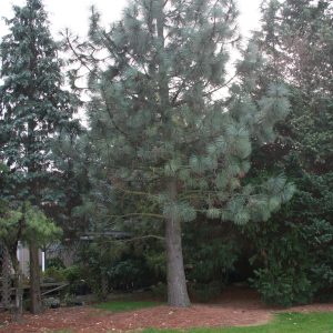 Pinus Ponderosa
