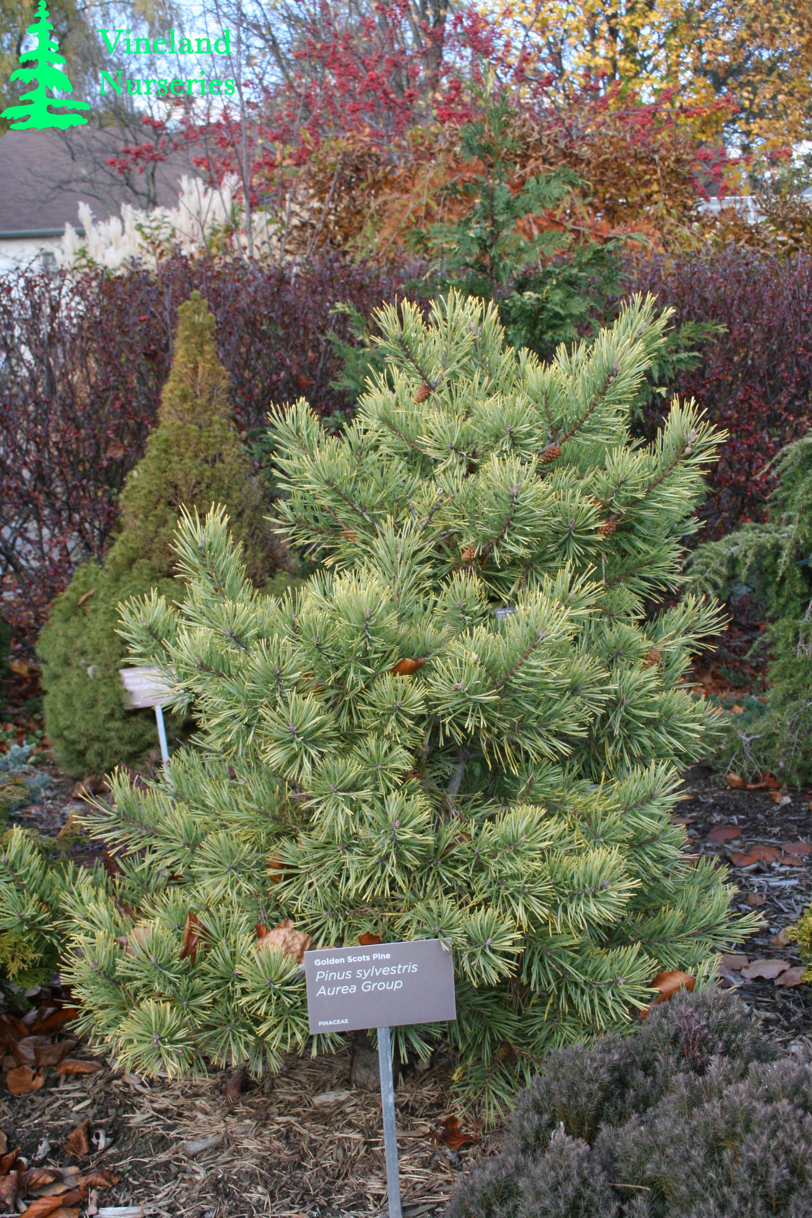 Pinus Sylvestris Aurea