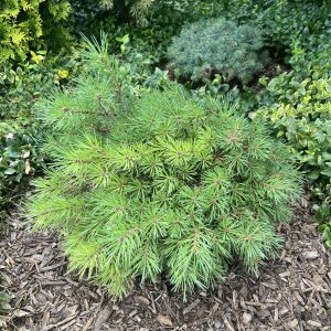Pinus Sylvestris Jeremy