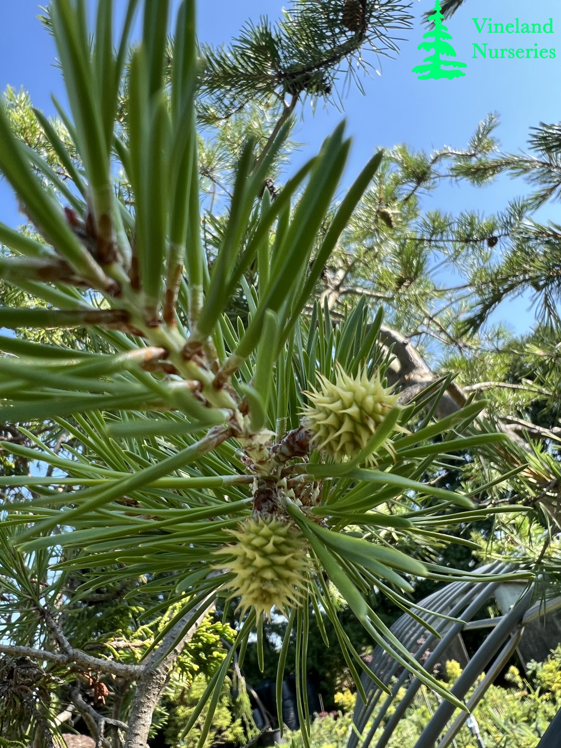Pinus Virginiana Wate's Golden 1