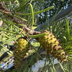 Pinus Virginiana Wate's Golden 2